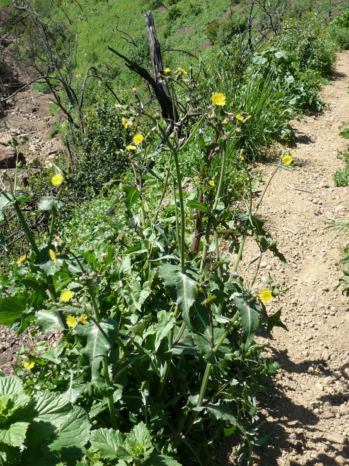 High Resolution Sonchus sp. Plant